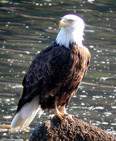 Bald Eagle Stance